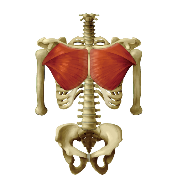 大胸筋は4つの部位に分けられます